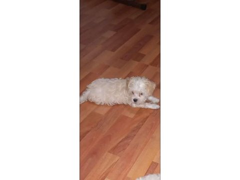 Yeni terrier yavrularımız sahiplerini bekliyolar