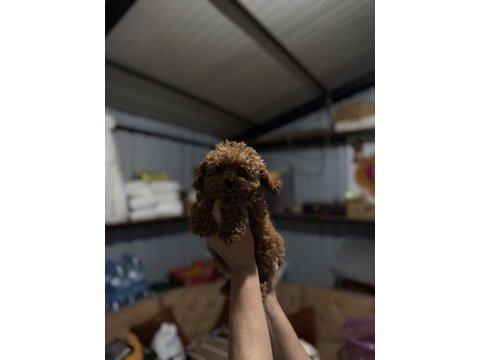 Kore poodle yavruları yeni yuvasına hazır