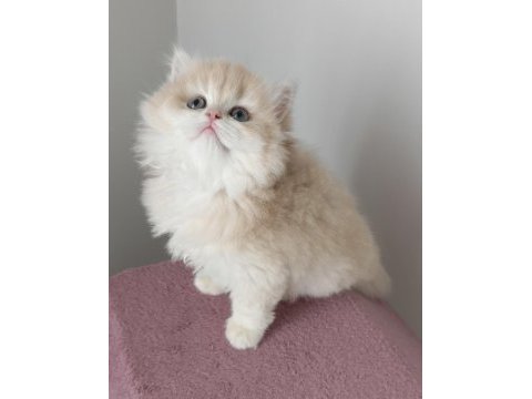 British longhair dişi golden yavru