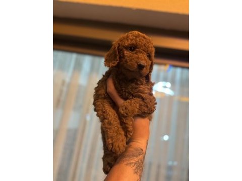 Orijinal toy poodle