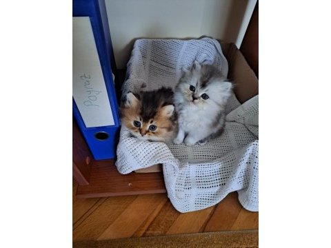 British golden longhair ve silver bebeklerimiz