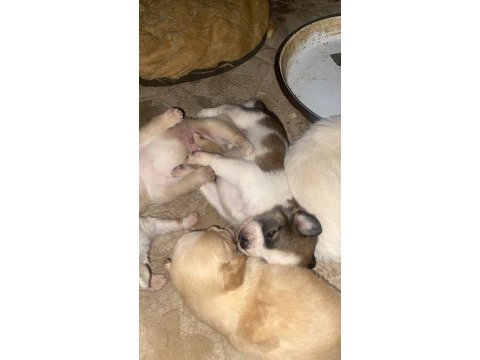 Pekinez yavrularımızı yeni yuva arıyoruz