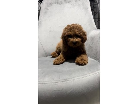 Toy poodle yavrularımız teslime hazır