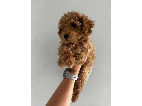 Teacup dişi kore poodle