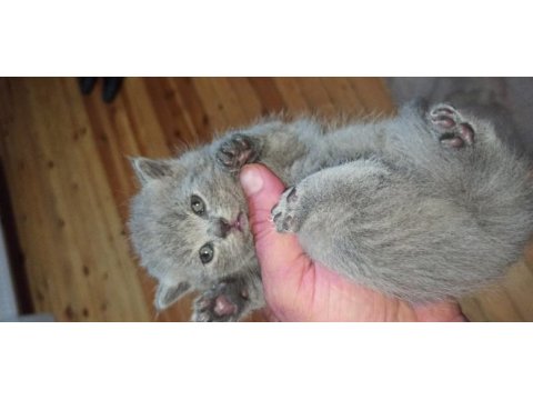 Safkan british shorthair yavrular