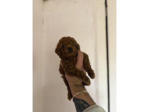 Kilo garantili toy poodle bebekler