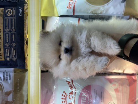 Saf kan pomeranian boo yavrularımız