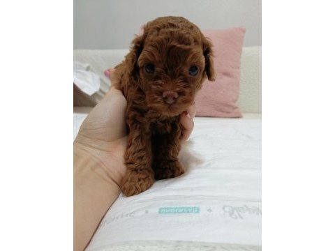 Kore toy poodle