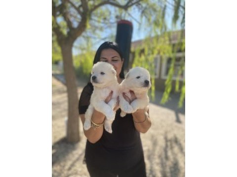 Sağlık ve ırk garantili samoyed yavrularım