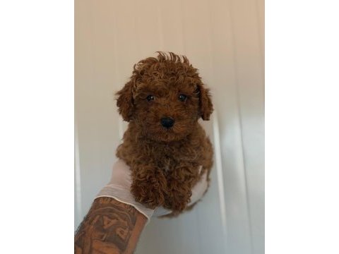 Safkan toy poodle yavrular
