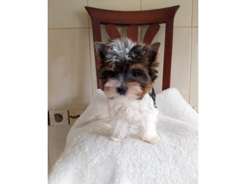 Yorkshire terrier ve biweryork yavrular