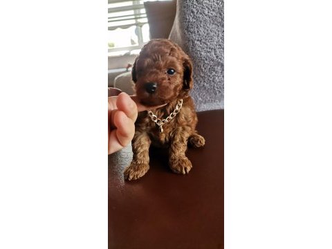 Toy poodle erkek yavrularım