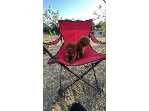 Oyuncak ayıcık red brown toy poodle bebekler