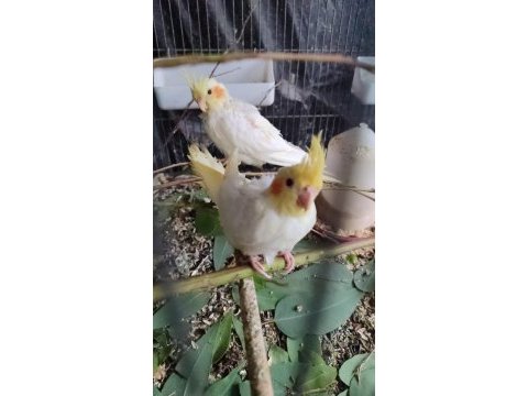 Bebek sultan papağanları