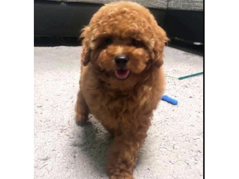 Toy poodle yavru köpeğimiz