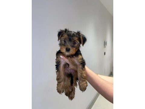2 aylık yavru yorkshire terrier