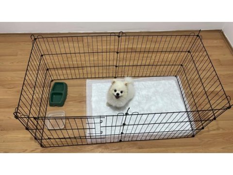 7 aylık pomeranian boo