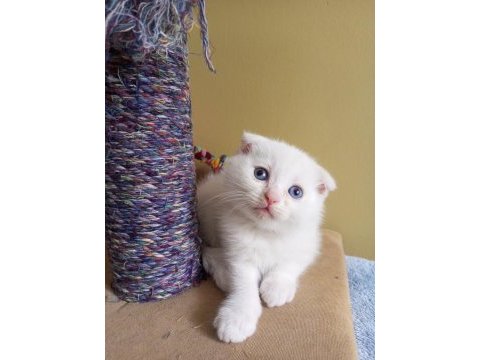 Pofuduk scottish fold white