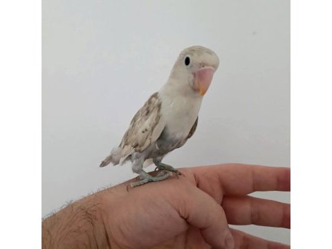 Yavru erkek cennet papağanı