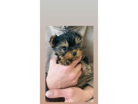 Yorkshire terrier yavrularımız dişi erkek mevcut