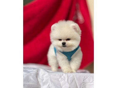 En şirin pomeranian boo yavruları