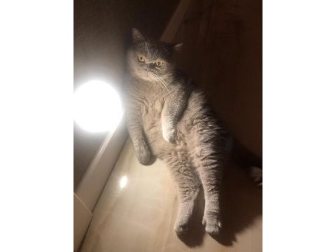Full şecereli british shorthair kedimiz