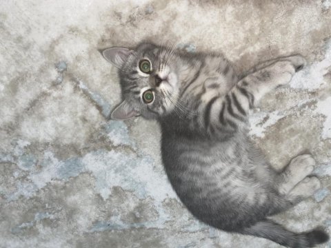 Kedi erkek british shorthair