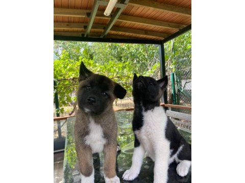 Dev amerikan akita