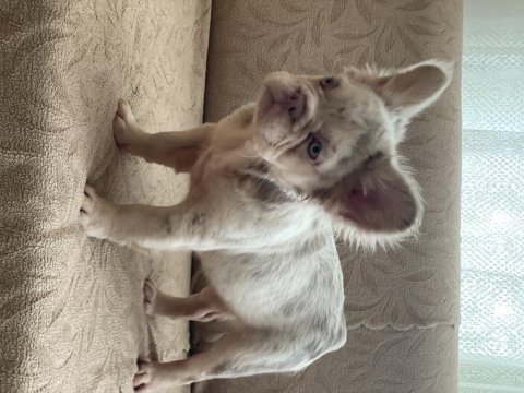 Bir birinden güzel 4 french bulldog yavrumuz