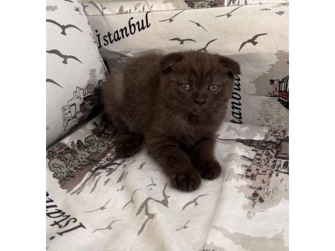 Silver ve cinnamon scottish fold yavrular