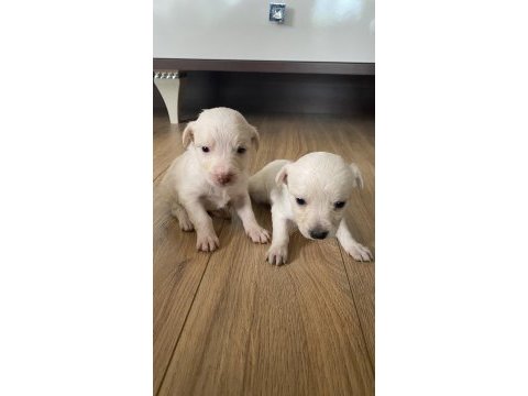 6 yavru köpeğimiz