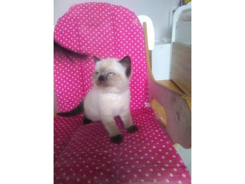 Teslime hazır british shorthair yavrularım