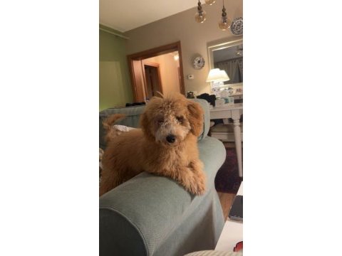 6 aylık poodle yavrum
