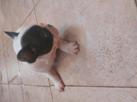 French bulldog yavrular 45 günlük