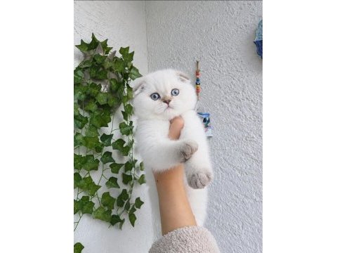 Safkan a kalite maviş gözlü dünya güzeli kedim