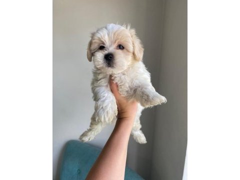 Maltese terrier minikler