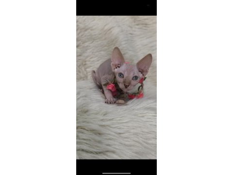 Kediler naked beauty sphynx cattery