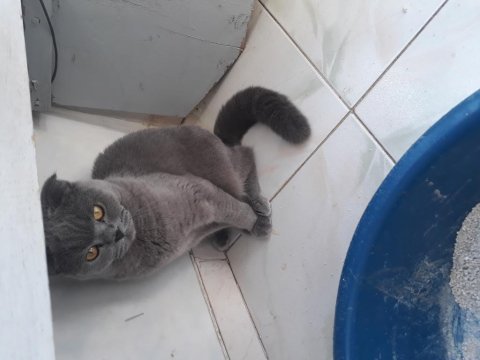 Scottish fold kedimiz sahiplendirilecektir
