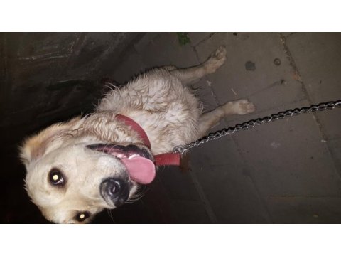 Ücretsiz sahiplendirme golden retriever