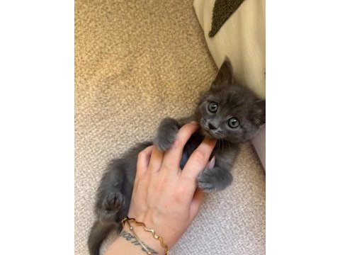 Minik british shorthair yavrumuza yuva arıyoruz