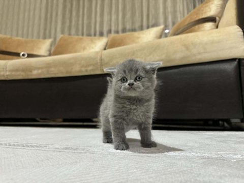 British longhair ve shorthair