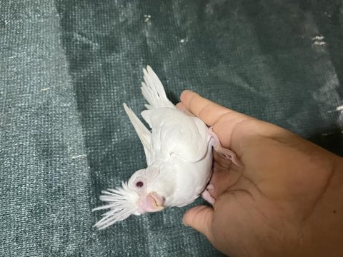 Uysal yeni yeme düşmüş yavru sultan papağanı
