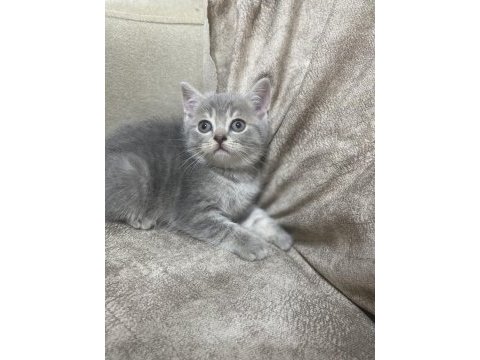 British shorthair silver