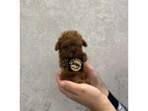 Pets world güvencesiyle orijinal toy poodle yavrularımız