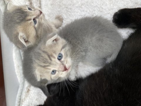 Scottish fold