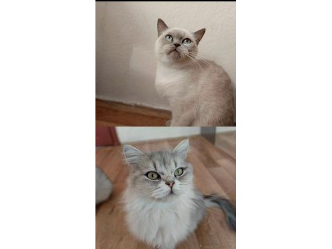 British shorthair ve longhair