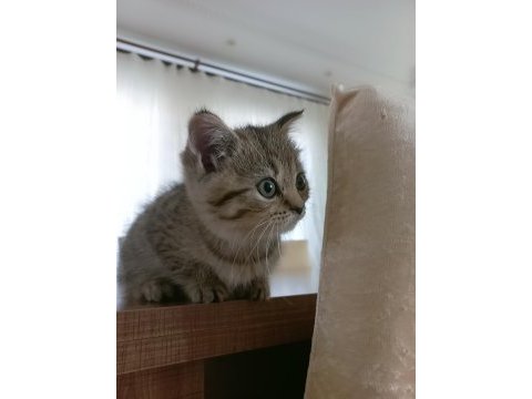 Yavru british longhair dişi