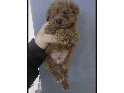 Toy poodle yavru