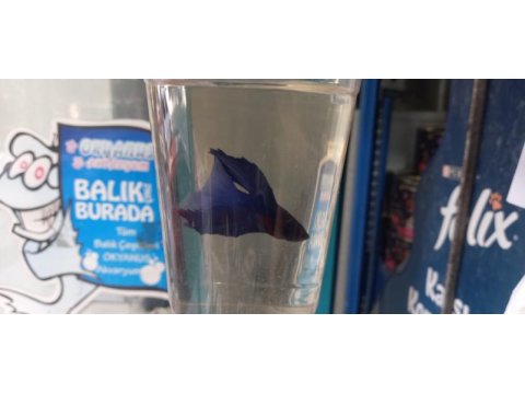 Satılık betta balıkları