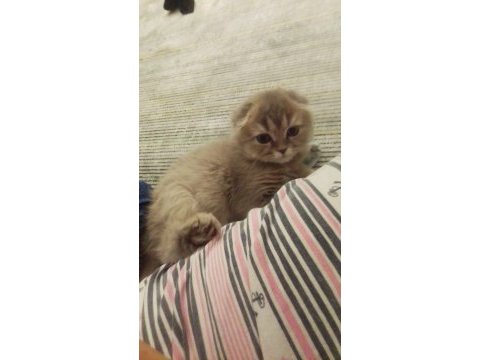 Scottish fold kırık kulak erkek kedimi sahiplendiriyorum